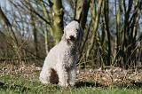 BEDLINGTON TERRIER 217